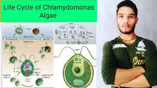 Life cycle of Chlamydomonas algae [upl. by Isma]