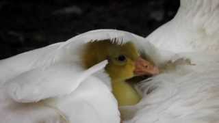 Kuikentje Piep onder moeder de Gans Goose Chicks [upl. by Etnoid]