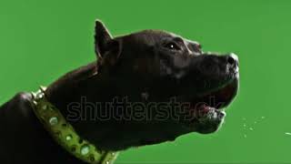 stock footage real black pit bull dog barking green screen chroma key slow motion [upl. by Philemon370]