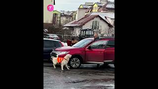 Guide dog bravely halts traffic for owner shorts [upl. by Nitsur]