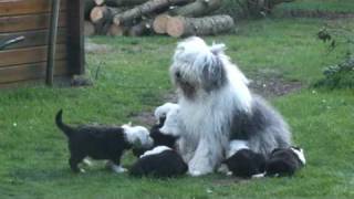 Old English Sheepdog puppies dogbehaviour mother is taken care of her puppies [upl. by Dnomzed]