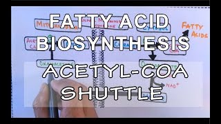 Acetyl COA Shuttle  Fatty Acid Biosynthesis  Part I [upl. by Billen]