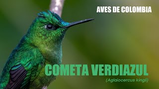 Hummingbirds of Colombia  Cometa Verdiazul Aglaiocercus kingii Longtailed Sylph [upl. by Enileuqcaj]