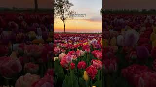 Exploring Keukenhof Tulip Gardens in Lisse Netherlands 2024 [upl. by Callas]