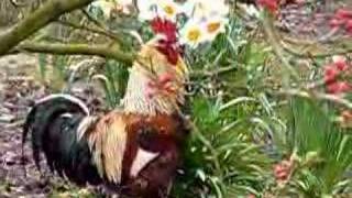 Le coq chantera 3 fois [upl. by Ynohta]