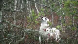 Villi Pohjola  DVD trailer 2012 HD 1080  Wild North hunting video [upl. by Onairelav794]