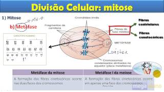 Mitose  aula completa [upl. by Mya]