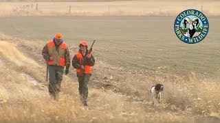 Pheasant Hunting Colorado [upl. by Elem]