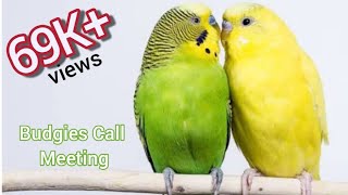 Male budgie calling female continuously for 3 mins Video NO 17 [upl. by Belier]