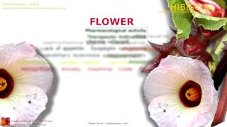 Hibiscus benefits roselle Hibiscus sabdariffa plant Benefits of flowers [upl. by Orly708]