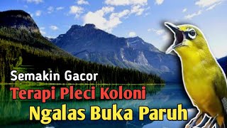 Terapi Pleci Koloni Ngalas dan Semakin Gacor  Simulasi Lomba Pleci pleci terapipleci pcmi [upl. by Ransell]