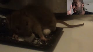 Rat Eats Moth Ball [upl. by Ambrosia]