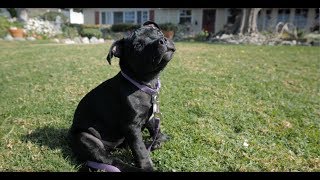 Lily The Staffordshire Bull Terrier Puppy [upl. by Campagna]