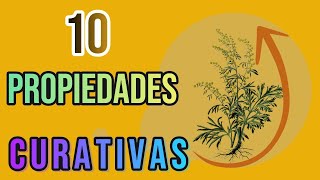 top 10 propiedades curativas de ajenjo [upl. by Airamzul]