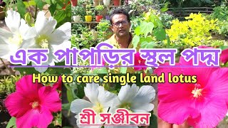 How To Care Single petals Land LotusSree Sanjiban [upl. by Charmain]