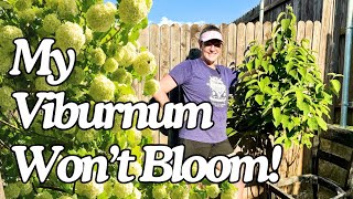 Why Wont My Snowball Virburnum BLOOM 🌸  Planting Two New Perennials amp Summer Garden [upl. by Whitson]