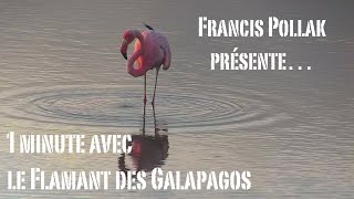 1 minute avec le Flamant des Galapagos [upl. by Adnihc]