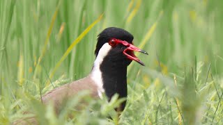 Scared Red Wattled Lapwing Bird and He Was Calling His Partner  Titahari Bird Sound [upl. by Julianna]