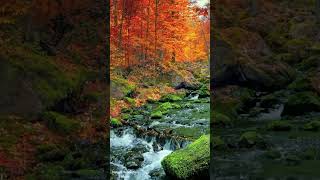 Musica relajante con sonidos de la naturaleza y bosque otoñal HD [upl. by Borszcz331]