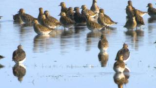 Ljungpipare Pluvialis apricaria eller altifrons Golden Plover [upl. by Sakul]