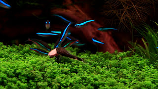 Aquascape quotPanorama Dreamquot  May 2013  Paracheirodon simulans [upl. by Eanrahs240]