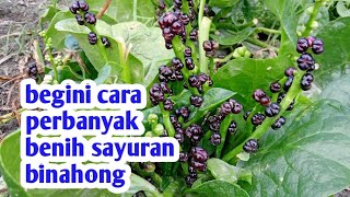 PANEN BENIH BINAHONG SAYUR [upl. by Ennaeirb]