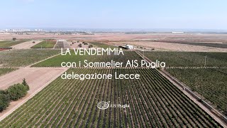 La VENDEMMIA 2024 con i Sommelier Ais Puglia Delegazione Lecce [upl. by Merth942]