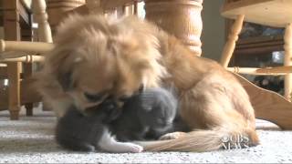 Dog adopts abandoned kitten [upl. by Bhayani]