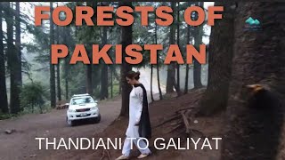 Eye catching forests Thandiani to Galyat Tourism Pakistan [upl. by Ahcilef]