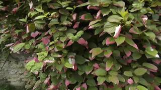 Actinidia kolomikta vine [upl. by Comstock]