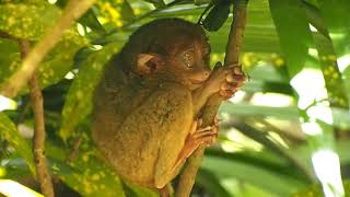 Philippine TARSIER  5 Amazing Monkey Facts [upl. by Atinar]