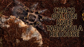 Chaco Golden Knee Grammostola pulchripes Tarantula Rehouse [upl. by Lulita]