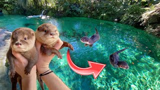 BABY OTTERS GO SWIMMING IN GIANT FRESHWATER LAGOON  WHAT HAPPENS [upl. by Sachs]