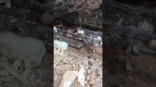 Failed Tanking in a basement causing BLACK MOLD Poor waste water management construction [upl. by Savina]