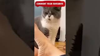 Mmmm Yummy Feet😂😂😂Funny Cats and Dogs Shorts compilation Try not to Laugh Animals Thugs Ep 236 [upl. by Nnylarac]