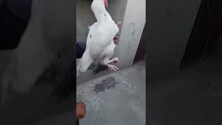 Paper white aseelplz support me guysshortvideo aseelvlog aseelmurga birds vlogebyroman [upl. by Reed407]