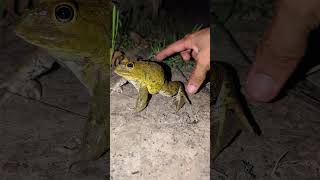 Catch froggy frog funny for laugh hahaha  funny frog duo  catch frogs for fun  Tep longheng funny [upl. by Nareik]