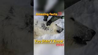 did you know these amazing facts😉 Facts Facts in hindi facts viral shorts crazyfacts [upl. by Nonarb]