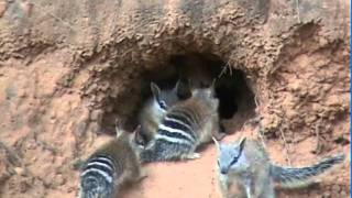 Numbat young [upl. by Atnahsal]