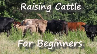 Raising Cattle for Beginners [upl. by Smitty]