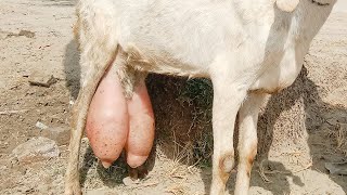 Udder Edema in Goats and Its Treatment  Oedematus Mastitis In Goats Dr ikram [upl. by Goldman888]