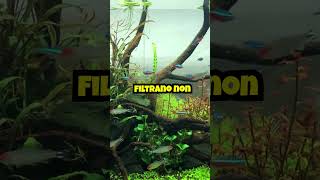 Importanza del Filtro nell’Acquario shorts pesci fish [upl. by Oinotnas]