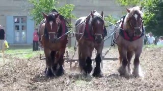 Chevaux de labour [upl. by Cuthbertson]