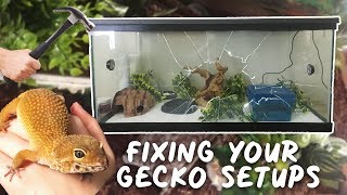 Fixing Your Gecko Setups 5  LEOPARD amp CRESTED GECKO [upl. by Ttelrahc]