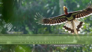 Helmeted Hornbill Sounds amp Calls [upl. by Ynohta447]