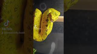 greentreepython morelia snake blowup subscribe tiktok youtubeshorts waterdroplet fypシ゚viral [upl. by Llyrpa]