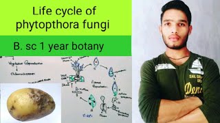 Life cycle of phytopthora fungi [upl. by Anyg]