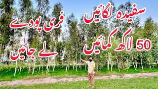 Sufida farming in Pakistan tree farming  eucalyptus tree farming in Pakistan free plants available [upl. by Anizor]