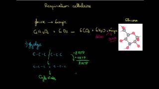 Introduction à la respiration cellulaire [upl. by Chaney360]