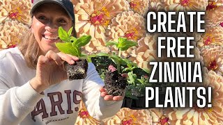 Propagating Zinnias  Rooted Plants in 3 Weeks How to Propagate Zinnia Flowers from Side Shoots [upl. by Riordan]